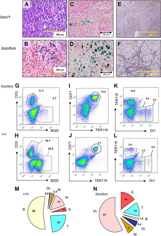 Figure 6. Reduced B lymphopoiesis and abnormal myeloid differentiation and myelofibrosis in boo/boo mice. (A-B) Hematoxylin and eosin stain of spleen shows reduced white pulp and increased and disorganized red pulp with amorphous pink material in boo/boo mice. (C-D) Perl stain showing increased iron accumulation in red pulp macrophages within boo/boo spleen. (E-F) Increased reticulin (fibrosis) in boo/boo mice. (G-H) Absent B cells and relatively reduced T cells in boo/boo spleen. Numbers indicate percentage of cells falling within the indicated FACS gates. (I-J) Increased frequency of CD71+/TER119+ mature erythroid cells and also CD71lo immature cells in boo/boo spleen. (K-L) Increased Gr1hi neutrophils, Gr1int monocytes, and TER119+ erythroid cells in boo/boo spleen. (M-N) Pie graphs show percentage contribution of B220+ B cells, CD3+ T cells, TER119+ erythroid cells, Gr1 bright granulocytes, Gr1 intermediate macrophages, and “other” cells (mostly CD71 weak early erythroid lineage cells) to the spleen. Numbers represent the mean of FACS analyses from 6 boo/boo mice and 6 wild-type (+/+) littermate controls.