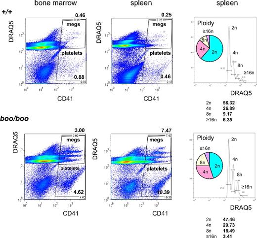 Figure 7. Increased and aberrant megakaryopoiesis in boo/boo mice. FACS for CD41 and the DNA intercalating dye DRAQ5 in bone marrow and spleen of boo/boo and wild-type (+/+) littermates. There is a marked increase in large CD41+ cells (megakarocytes) in spleen (∼ 20-fold) and bone marrow (∼ 8-fold). Ploidy analysis shows a “right shift” in boo/boo spleen (ie, more megakaryocytes have > 8n ploidy and less have 2n ploidy).