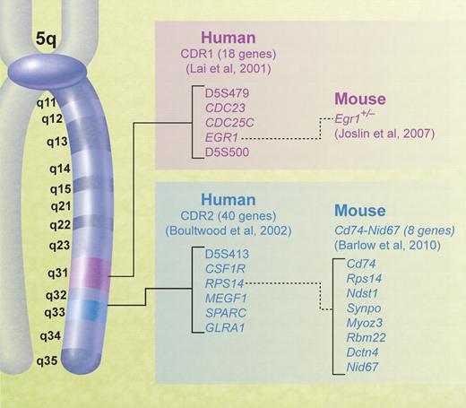 Figure 1. Chromosomal map of human 5q showing the positions of the CDRs in myeloid malignancies and corresponding mouse models.
