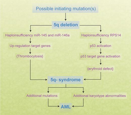 Figure 2. Cooperating genetic events in the development of the 5q− syndrome and progression to AML.