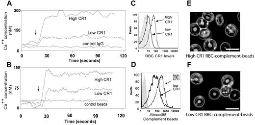 Figure 1. Ligation of RBC CR1 promotes Ca++ influx that depends on the genetically determined CR1 levels. (A) Antibody ligation of RBC CR1 triggers a Ca++ influx. Intra-RBC Ca++ concentration of Fluo-4–loaded RBCs from known high and low CR1 expressors was measured by flow cytometric analysis for 20 seconds before RBC CR1 was ligated (arrow) by anti-CR1 mAb. Changes in intra-RBC Ca++ concentration were measured for a total of 2 minutes. (B) Ligation of CR1 by complement opsonized-particles promotes RBC Ca influx. Intra-RBC Ca++ concentration of Fluo-4–loaded RBCs from known high and low CR1 expressors was measured by flow cytometry for 20 seconds before RBC CR1 was ligated (arrow) by control or complement opsonized beads. Each line represents the average RBC fluorescence analyzed at a rate of approximately 1000 RBC/second. (C) Characterization of RBC CR1 levels by antibody shows large gap between low and high CR1 expressors. RBCs from known low and high CR1 expressors were incubated with anti-CR1 mAb followed by AlexaFluor488 secondary Ab and analyzed by flow cytometry. (D) Functional characterization of RBC CR1 using complement-opsonized beads identifies a narrower gap between RBCs from high and low expressors. RBCs from known low and high CR1 expressors were incubated with fluorescently labeled complement opsonized beads for 30 minutes, washed, and analyzed by flow cytometry. (E) Fluorescence microscopy overlapped with phase contrast microscopy of RBCs from a high CR1 expressor after incubation with fluorescently labeled complement opsonized beads. (F) Fluorescence microscopy overlapped with phase contrast microscopy of RBCs from a low CR1 expressor after incubation with fluorescently labeled complement opsonized beads. Bar represents 10 μm. The results shown here are from the same individuals and are representative of 3 independent experiments using 3 different high CR1 and 2 different low CR1 expressors.