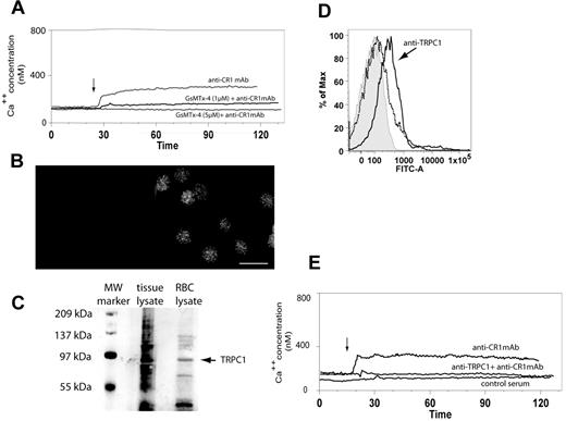 Figure 2. RBCs express functional TRPC1. (A) RBC CR1 ligation promotes a SAC-dependent Ca++ influx. RBCs were loaded with Fluo-4 and incubated with buffer, 1 or 5μM GsMTX-4 for 30 minutes and then analyzed by flow cytometry for CR1-mediated Ca++ influx (arrow) as described above. (B) RBCs express TRPC1. RBCs were fixed, permeabilized, and incubated with either control (left panel) or rabbit monoclonal anti-TRPC1 (right panel) for 16 hours, washed, and incubated with goat anti–rabbit AlexaFluor488. Cells were imaged under the microscope using the fluorescein isothiocyanate/green fluorescent protein filter. (C) Immunoblotting detection of TRPC1 in RBCs. Testes tissue lysate (Santa Cruz Biotechnology; second lane) and RBC lysate (third lane) were separated by electrophoresis using Tris-HCl gels and probed with rabbit anti-TRPC1 Ab (Santa Cruz Biotechnology). TRPC1 is seen as a band at approximately 87 kDa (arrow) in both positive control and RBC lysate. Lane 1, Bio-Rad molecular weight markers. (D) Anti-TRPC1 inhibitory antibody T1E3 binds RBCs. RBC were incubated with either 1/500 dilution of normal rabbit serum (dotted histogram) or T1E3 Ab anti-serum (continuous histogram) for 10 minutes followed by AlexaFluor488 goat anti–rabbit. Cells were washed and examined by flow cytometry. (E) CR1 ligation triggers a Ca++ influx dependent on TRPC1. Fluo-4 loaded RBCs were preincubated with control serum or T1E3 for 20 minutes, washed twice, and then analyzed by flow cytometry for CR1-mediated Ca++ influx (arrow) as described above.