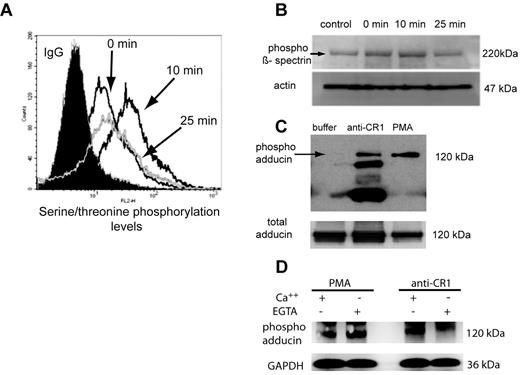 Figure 4. Ligation of RBC CR1 induces serine/threonine phosphorylation of β-spectrin and adducin. (A) Cross-linking of RBC CR1 induces time-dependent serine/threonine phosphorylation, as assessed by FACS. RBCs were incubated with either control Ab or anti-CR1 for various amounts of time, fixed, permeabilized, and serine/threonine phosphorylation levels assessed by flow cytometry. (B) Western blotting analysis of the serine/threonine phosphorylation of β-spectrin (arrow) was temporally concordant with the FACS analysis. Control represents the basal serine/threonine phosphorylation levels of β-spectrin in fresh RBCs at 4°C. The experiment was repeated 4 times with similar results. (C) Phosphorylation levels of adducin increases 10 minutes after ligation of CR1. Control represents basal levels of phospho-adducin (lane 1), and as positive control, RBCs were activated by 0.5μM PMA (lane 3). Extra bands present in the anti-CR1 lane represent heavy and light IgG chains or the cross-linking anti-CR1 Ab. Loading controls are represented by the total amount of adducin in RBC lysate probed with rabbit polyclonal antibody anti-adducin. These results are representative of 3 independent experiments. (D) CR1-mediated adducin phosphorylation depends on Ca++. RBCs were incubated with PMA or anti-CR1 in the presence or absence of Ca++ (Mg++ EGTA) and phosphorylation levels of adducin measured as above. Loading controls are represented by the levels of glyceraldehyde-3-phosphate dehydrogenase in RBC lysates.