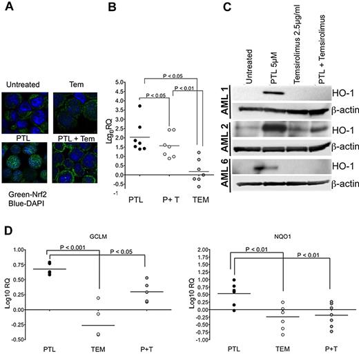 Figure 4. Molecular response to PTL and temsirolimus. AML samples were treated with parthenolide (PTL), alone or in combination with 2.5 μg/mL of temsirolimus (TEM). (A) Confocal micrograph for TEX cells after treatment for 6 hours with either 2.5 μg/mL TEM, 5μM PTL, either alone or in combination. Cells were stained with anti-Nrf2 antibody (green) and nuclear dye DAPI (4,6 diamidino-2-phenylindole, blue). (B) qPCR analyses of heme oxygenase I in CD34+ AML specimens after 6 hours of treatment with PTL, TEM, or PTL + TEM (P + T). Data are shown relative to untreated controls for AML1-AML7. Fold changes are represented on a log-10 scale (log10RQ). (C) Immunoblot analyses for the indicated treatments at the 6-hour timepoint. Blots were probed with antibodies against either heme oxygenase 1 (HO-1) or β-actin. (D) qPCR analyses of GCLM (left panel; AML1, AML2, AML4, AML5, AML6) and NQO1 (right panel; AML1-AML7) in CD34+ AML specimens after 6 hours of treatment with PTL, TEM, or PTL + TEM (P + T). Data are shown relative to untreated controls. Fold changes are represented on a log-10 scale (log10RQ).