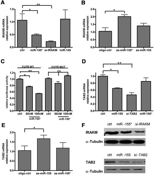 Figure 4. miR-155* targets IRAKM and miR-155 targets TAB2. Human PDCs were transfected with (A,D) mimic control (ctrl), miR-155 mimic (miR-155), miR-155* mimic (miR-155*), IRAKM siRNA (si-IRAKM), or TAB2 siRNA (si-TAB2), (B,E) oligonucleotide control (oligo-ctrl), as-miR-155, or as-miR-155*, and then stimulated with R837 for 16 hours. qRT-PCR analysis of IRAKM and TAB2 mRNA expression was normalized to Rpl13a RNA levels. These graphs show the relative expression of IRAKM mRNA (A-B) and TAB2 mRNA (D-E), normalized to the control level. The data are the means (± SD) of triplicate qRT-PCR, representing at least 3 independent experiments, each based on a different PDC preparation. (C) miR-155 directly suppresses IRAKM mRNA through 3′-UTR interactions. The 3′-UTR of human IRAKM was cloned into the psiCHECK-2 vector, downstream of the Renilla luciferase gene. The construct was then cotransfected into HeLa cells with the indicated amount of the miR-155* mimic (miR-155*) or mimic control (ctrl), and the luciferase activity was quantified. The graph shows the relative luciferase activity normalized to the mimic control values. The data are representative of at least 3 independent experiments. (D) miR-155* inhibits IRAKM protein expression, and miR-155 inhibits TAB2 protein expression. (Top) Western blot analysis of IRAKM protein expression in THP-1 cells 48 hours after transfection with IRAKM siRNA (si-IRAKM), miR-155* mimic (miR-155*), or mimic control (ctrl). (Bottom) Western blot analysis of IRAKM protein expression in THP-1 cells 48 hours after transfection with TAB2 siRNA (si-TAB2), miR-155 mimic (miR-155), or mimic control (ctrl). α-tubulin is shown to confirm equal loading. The data are representative of at least 3 independent experiments, each based on a different PDC preparation.