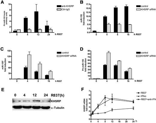 Figure 7. KHSRP promotes miR-155 maturation, but inhibits miR-155* production. (A) Anti-KHSRP antibody immunoprecipitates pri-miR-155. Primary human PDCs were treated with R837 for indicated times and lysed, and total cell extracts were immunoprecipitated, as indicated. Control immunoglobulin G (IgG; Ctrl-IgG) was used as the negative control. RNA was purified from immunocomplexes and analyzed by qRT-PCR. (B-D) Human PDCs transfected with either the control siRNA or KHSRP siRNA were stimulated with R837 over a 16-hour time course and harvested at the indicated time points. miR-155 (B) and miR-155* (C) were analyzed with the TaqMan MicroRNA Expression Assay and normalized to the RNU48 levels. Pri-miR-155 mRNA (D) was detected by qRT-PCR and normalized to the RPL13a RNA levels. These graphs show the fold induction calculated by normalizing the expression values at different time points to the control 0-hour values. (E) Immunoblot kinetics analysis for KHSRP. An α-tubulin immunoblot is shown for equal loading control. Data are representative of 2 independent experiments. (F) KHSRP was induced by R837 and IFN-α. Kinetic analysis of the induction of KHSRP mRNA by R837 and IFN-α. Human PDCs were stimulated with IFN-α or R837 alone or in the presence of 5 μg/mL type I IFN blocking receptor B18R (anti-IFN) over a 24-hour time course and harvested at the indicated time points. KHSRP mRNA was detected by qRT-PCR and normalized to RPL13a RNA levels. The graph shows the fold induction calculated by normalizing the expression values at different time points to the 0-hour values. The data are representative of at least 3 independent experiments, each based on a different PDC preparation.