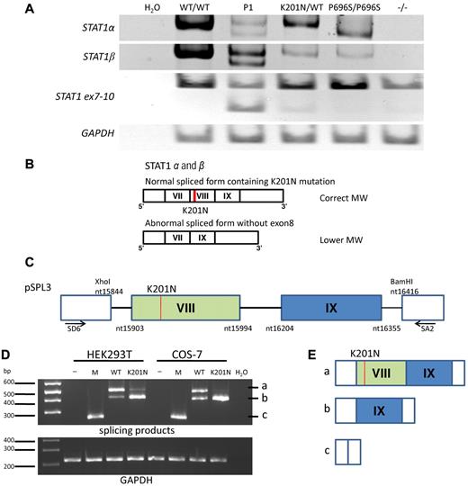 Figure 2. Abnormal mRNA splicing resulting from K201N. (A) RT-PCR of a full-length STAT1α, STAT1β, STAT1 fragment running from exon 7 to exon 10, and glyceraldehyde-3-phosphate dehydrogenase from mRNA extracted from the EBV-B cells of a healthy control (WT/WT), P1, and persons with the following genotypes: K201N/WT, P696S/P696S, and 1928insA/1928insA (−/−). This result is representative of 3 independent experiments. H2O was used as a negative control for PCR. (B) Schematic diagram of the STAT1α and STAT1β mRNA in the cells of P1. The upper band corresponds to the form with an MW identical to that of the WT mRNA, with normal splicing and containing the K201N mutation (red line). The lower band was observed for the cells of P1 and corresponds to forms of the STAT1α and STAT1β mRNAs lacking exon 8. The exons are numbered with Roman numerals. (C) Schematic diagram of the plasmid used for exon trapping. The genomic STAT1 region from nucleotides 15844 to 16416 (NC_000002) was inserted into the pSPL3 plasmid, between the XhoI and BamHI sites, with or without the K201N mutation (line in red). Exon 8 is shown in the green box and exon 9 in the blue box. SD6 and SA2 primer positions are indicated. (D) HEK293T and COS-7 cells were transfected with no vector (−), pSPL3 mock vector (M), pSPL3 vector containing the WT STAT1 gene (WT), and pSPL3 vector containing the K201N-mutated STAT1 gene (K201N). RT-PCR was carried out to amplify the splicing products 24 hours after transfection. (Top panel) PCR with the SD6 and SA2 primers. (Bottom panel) PCR with the glyceraldehyde-3-phosphate dehydrogenase primers. This result is representative of 2 independent experiments. (E) Schematic diagram of the 3 forms of mRNA splicing products: (i) exon 8 and exon 9 plus vector sequence; (ii) exon 9 plus vector sequence; and (iii) 263-bp product corresponding to exonic sequence in the vector.