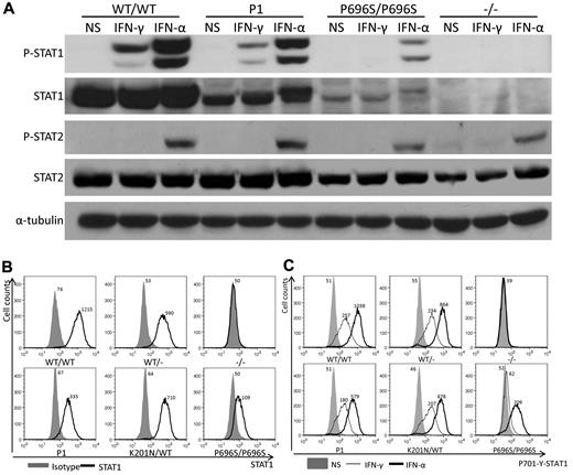 Figure 3. STAT1 protein expression is impaired in the cells of P1. EBV-B cells from WT/WT, P1, K201N/WT, 1928insA/WT (WT/−), P696S/P696S, and 1928insA/1928insA (−/−) persons were stimulated with 105 IU/mL IFN-α or IFN-γ or left unstimulated for 30 minutes. (A) Western blotting was carried out with an antibody against Tyr701-phosphorylated STAT1 (P-STAT1), STAT1α (STAT1), Tyr690-phosphorylated STAT2 (P-STAT2), STAT2, and α-tubulin as a reference. (B) FACS analysis of intracellular STAT1 levels with an antibody against the N-terminus of STAT1. Solid area represents isotype control antibody. Solid line indicates STAT1 antibody. (C) FACS analysis of intracellular Tyr701-phosphorylated STAT1 levels in untreated cells (NS) or in cells treated with 105 IU/mL IFN-α or IFN-γ for 30 minutes. Solid area represents untreated cells. Thin line indicates 105 IU/mL IFN-γ stimulation; and thick line, 105 IU/mL IFN-α stimulation. Mean fluorescence intensity is indicated. The results are representative of 3 independent experiments.