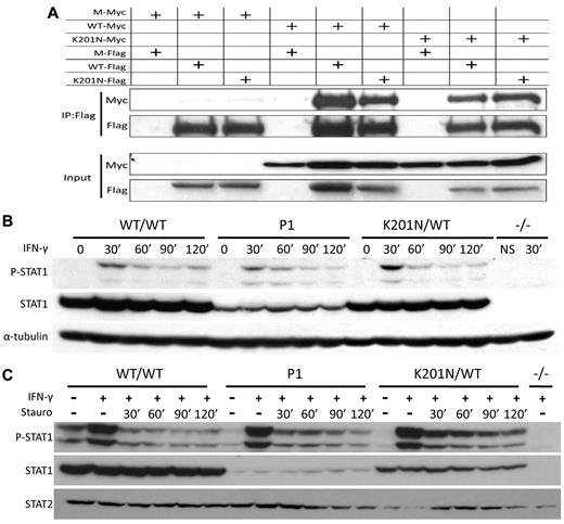 Figure 4. K201N mutation does not impair STAT1 dephosphorylation and homodimerization. (A) K201N does not impair homodimerization. U3C cells were transfected with a combination of mock (M), WT, and K201N-mutated STAT1 plasmids tagged with either Flag or Myc. Proteins were extracted 48 hours after transfection and subjected to coimmunoprecipitation and Western blotting. (Bottom panel) Western blotting for the detection of Myc or Flag expression in input with a specific antibody. (Top panel) Immunoprecipitation with an anti-Flag antibody, followed by Western blotting with an anti-Myc or anti-Flag antibody. (B) STAT1 phosphorylation kinetics. EBV-B cells from a healthy control (WT/WT), P1, a subject heterozygous for the K201N allele (K201N/WT), and a patient with complete STAT1 deficiency (1928insA/1928insA, −/−) were stimulated with 105 IFN-γ for the time indicated (in minutes). Western blotting was carried out with an antibody against Tyr701-phosphorylated STAT1 (P-STAT1), or STAT1α (STAT1), or with an antibody against α-tubulin, as a reference. (C) Pulse-chase experiment. EBV-B cells from a healthy control (WT/WT), P1, a subject heterozygous for the K201N allele (K201N/WT), and a patient with complete STAT1 deficiency (1928insA/1928insA, −/−) were stimulated with 105 IU/mL IFN-γ for 30 minutes, and staurosporine was added and the mixture incubated for the time indicated. Western blot shows Tyr701-phosphorylated STAT1 and STAT1, with STAT2 as a reference.