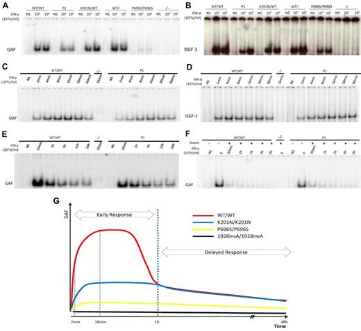 Figure 5. Impaired GAF and ISGF-3 DNA binding in the cells of P1 early in stimulation. EBV-B cells from WT/WT, P1, K201N/WT, WT/−, P696S/P696S, and −/− subjects were stimulated with the indicated doses of IFN-γ (A) or IFN-α (B) for 15 minutes. Nuclear proteins were extracted to determine GAF (A,C) and ISGF-3 (B,D) levels, with the corresponding probe. Kinetics of GAF (C,E-F) or ISGF-3 (D) DNA-binding activity after IFN-γ and IFN-α, respectively, as determined with stimulation for the times indicated. (F) Pulse-chase experiment with the addition of staurosporine after 15 minutes of IFN-γ stimulation. The results are representative of 3 independent experiments. (G) Schematic diagram of GAF DNA-binding kinetics in healthy control, P1, P696/P696S, and 1928insA/1928insA cells. The x-axis indicates duration of IFN-γ stimulation; and the y-axis, GAF DNA-binding activities.