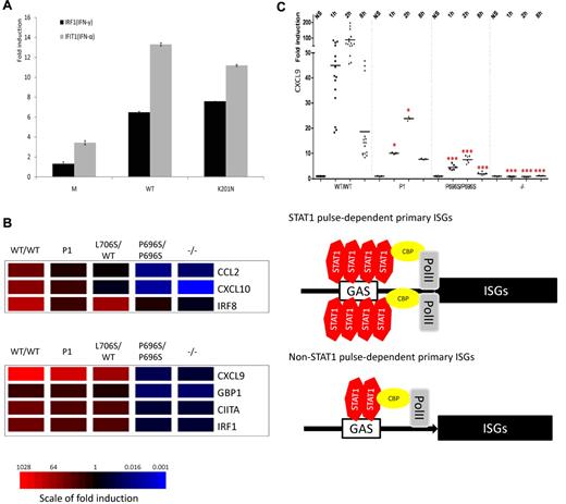 Figure 6. Selective impairment of downstream gene induction in the cells of P1. (A) The K201N allele has normal transcriptional activity. U3C cells were transfected with M, WT, and K201N mutant alleles, with firefly luciferase under IRF1 or IFIT1 promoters and a Renilla luciferase control, and stimulated with 103 IU/mL IFN-γ or IFN-α for 24 hours. (B) Hotmap of 2 categories of ISGs quantified by quantitative PCR in SV40-fibroblasts from P1, with comparison of the results obtained for WT/WT, L706S/WT, P696S/P696S, and −/− subjects. The induction of CCL2, CXCL10, and IRF8 was significantly impaired in the cells of P1, as shown by comparison with 5 healthy controls. These genes are identified as “STAT1 pulse-dependent primary ISGs”; CXCL9, GBP1, CIITA, and IRF1 displayed a similar pattern in the cells of P1 and controls and are designated as “non-STAT1 pulse-dependent primary ISGs.” (C) After stimulation with 103 IU/mL IFN-α, CXCL9 induction was significantly impaired in EBV-B cells from P1, at 1-hour and 2-hour time points. However, the level of induction of CXCL9 in the cells of P1 remained higher than those in P696S/P696S and −/− EBV-B cells. The results are representative of 3 independent experiments. One red asterisk indicates P < .05; and 3 red asterisks indicate P < .005.