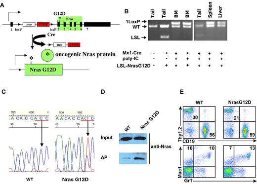 Figure 1. Somatic expression of oncogenic Nras at its endogenous level does not lead to acute development of myeloproliferative disease. Six-week-old control and Nras G12D mice were injected with pI-pC as described in “Mice.” One week after last injection, different tissues were isolated and analyzed. (A) Schematic illustration of floxed and activated oncogenic Nras alleles. (B) Genotyping analysis of genomic DNA to detect wild-type allele, LSL allele, and recombined LSL allele (1 LoxP allele). (C) Total RNA was extracted from bone marrow cells. Direct sequencing of RT-PCR–amplified Nras gene using a reverse primer to confirm the sequences at the codon 12 (underlined in red). Arrows indicate the wild-type and mutated nucleotide at the codon 12. (D) Levels of Nras-GTP, the active form of Nras, were analyzed in lysates extracted from bone marrow cells by affinity purification (AP) of lysates using a glutathione S-transferase fusion with the Ras binding domain of Raf (Raf RBD) immobilized on agarose beads followed by Western blot analysis using an antibody against Nras. The top panel illustrates the total input levels of Nras proteins. (E) Peripheral blood samples were collected from Nras G12D mice and control mice. Debris and unlysed red blood cells (low forward scatter) and dead cells (propidium iodide positive) were excluded from analysis. The percentages of T cells (Thy1.2), B cells (CD19), and myeloid cells (Mac1 and Gr1) are indicated on each plot.