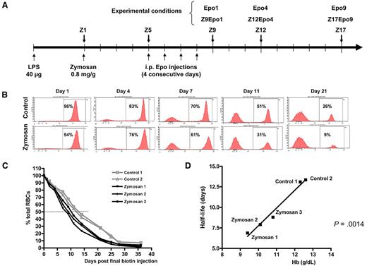Figure 1. ZIGI mouse model: experimental scheme and measure of RBC half-life. (A) Experimental scheme. Inflammation was obtained by a first intraperitoneal injection of 40 μg of LPS followed 6 days later by a single intraperitoneal injection of 0.8 mg/g zymosan. The day of zymosan injection is considered as day 1 and referred to as Z1. ZIGI mice were killed at various time points: Z5, Z9, Z12, and Z17. Intraperitoneal injections of 200 IU of Epo were performed on 4 consecutive days starting at Z5. Mice were analyzed one day (Z9Epo1), 4 days (Z12Epo4), or 9 days (Z17Epo9) after the final injection. Control naive mice received the Epo injections on 4 consecutive days (days 1-4) and were analyzed 1 day (Epo1) or 4 days (Epo4) after the final injection. (B-D) RBC turnover after zymosan injection. Biotin was injected on 3 consecutive days, and zymosan was injected 1 day after (day 1). At the indicated times, a small aliquot of blood was analyzed by streptavidin labeling to detect the decay of biotinylated erythrocytes over time; n = 2 for control mice and n = 3 for ZIGI mice. (B) Representative histograms of data from one mouse in each group are shown for day 1 to day 21. (C) Remaining biotinylated RBCs at different time points after zymosan injection, expressed as percentage of the total circulating RBCs. The decay curves are shown for 2 control mice and 3 ZIGI mice. (D) Correlation between Hb level of the 2 control and 3 ZIGI mice (at Z5) and the measured RBC half-life. Statistical significance was analyzed by linear regression.