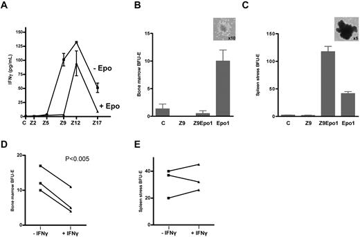 Figure 4. Effect of inflammation and Epo injections on serum IFN-γ levels and BFU-E numbers in bone marrow and spleen. (A) Serum concentrations of IFN-γ in ZIGI mice, either nontreated (−Epo) or after Epo injections (+Epo). In the latter case, serum IFN-γ determinations were performed at the usual time points (Z9Epo1, Z12Epo4, and Z17Epo9). Data are the mean from 2 to 6 pools of 2 sera each. Errors bars represent SEM. (B-E) Analysis of BFU-E expansion from bone marrow (B-D) and spleen (C-E) in different groups of mice. (B-C) A total of 1.5 × 104 bone marrow (B) and 3 × 105 splenocytes (C) cells were plated in methylcellulose media containing 3 U/mL Epo (spleen) or 3 U/mL Epo plus 10 ng/mL IL-3 (bone marrow) and BFU-E were scored after 5 days (spleen) or 8 days (bone marrow). The pictures (inset) show typical BFU-E colony from an Epo1 bone marrow (B) or from a Z9Epo1 spleen (C). Photographs of BFU-E colonies were taken with a camera Control Pro (Nikon). (D-E) To test the IFN-γ effect on BFU-E proliferation, a total of 1.5 × 104 bone marrow cells (D) and 3 × 105 splenocytes (E) cells from 3 different Epo1 mice were plated in methylcellulose media containing 3 U/mL Epo (spleen) or 3 U/mL Epo plus 10 ng/mL IL-3 (bone marrow), in the presence (+IFN-γ) or absence (−IFN-γ) of 2000 U/mL IFN-γ in the media. Three independent mice were analyzed for each condition. Errors bars represent SEM. Significant differences were found only in the bone marrow when analyzed by Student paired t test.