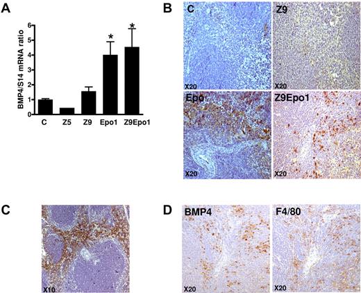 Figure 5. Analysis of spleen BMP4 expression at the mRNA and protein levels. (A) Quantification of spleen BMP4 mRNA by quantitative reverse-transcribed polymerase chain reaction, normalized to S14 mRNA. *P < .001 compared with control mice. Errors bars represent SEM. (B-D) Immunochemistry. (B-C) Spleens were isolated, fixed in 10% paraformaldehyde, paraffin-embedded, and cut, and sections were stained with anti-BMP4 antibody (original magnification ×20). (C) Lower magnification of an Epo1 mouse is shown (original magnification ×10). (D) Serial spleen sections from one Z9Epo1 mouse were stained with either anti-BMP4 or anti-F4/80. Pictures are representative of at least 3 independent spleens. BMP4 and F4/80 staining was visualized using an Olympus microscope (original magnification ×20).