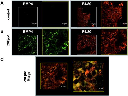 Figure 6. Confocal analysis of BMP4 and F4/80 colocalization in spleen macrophages. For immunofluorescence procedure, spleen sections of control mice (A) and Z9Epo1 (B-C) mice were stained with both anti-BMP4 and anti-F4/80 antibodies followed by an Alexa 488–conjugated goat anti–rabbit (BMP4; green) and an Alexa 555–conjugated goat anti–rat (F4/80; red). (C) The merge between the green and the red fluorescence at 2 different magnifications reveals yellow color corresponding to colocalization of F4/80 with BMP4 protein in a Z9Epo1 mouse. Most BMP4+ cells appear to be F4/80-expressing cells. At least 3 independent spleens were analyzed in each condition. Scale bar represents 10 μm.