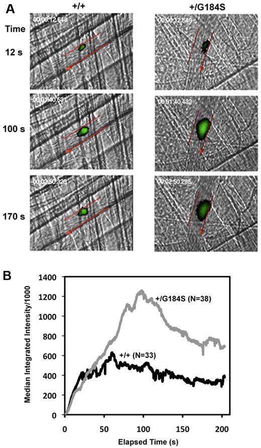 Figure 1. Increased platelet accumulation in Gi2α(+/G184S) mice after laser injury in cremaster muscle arterioles. (A) Thrombus formation in Gi2α(+/G184S) mice and matched controls (+/+). Platelets labeled with fluorescently conjugated anti-CD41 Fab fragments are shown in green. Arteriole walls are outlined in red with the direction of blood flow indicated with an arrow. Video captures at selected time points are shown. Videos showing the entire period of observation are included in the online supplement. (B) Median fluorescence intensity versus elapsed time after laser injury. The dataset included 38 injuries observed in 5 Gi2α(+/G184S) mice and 33 injuries in 4 matched controls Gi2α(+/+).