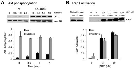 Figure 6. Akt phosphorylation and Rap1 activation in Gi2α(+/G184S) platelets. (A) Phosphorylation of Akt after addition of the PAR4 agonist peptide AYPGKF (250μM). Mean ± SEM of data from 3 experiments. One mouse of each genotype was used in each experiment. Samples from the representative pAkt blot were run on the same gel. (B) Rap1 activation in response to varying concentrations of ADP. Mean ± SEM of data from 3 experiments. Two mice of each genotype were used in each experiment. Samples from the representative Rap1 blot were run on the same gel.