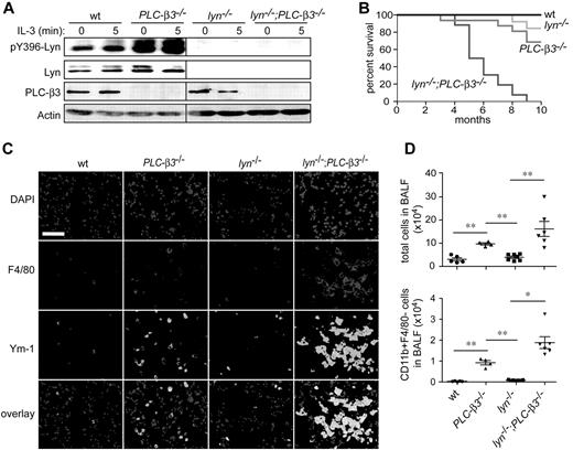 Figure 1. Premature death and lung inflammation in lyn−/−;PLC-β3−/− mice. (A) Lyn phosphorylation at Tyr396 was measured in BM cells by immunoblotting. (B) Survival analysis of lyn−/−;PLC-β3−/− mice. The numbers of mice used: wt, 12; PLC-β3−/−, 36; lyn−/−, 16; lyn−/−;PLC-β3−/−, 32. (C) Immunofluorescent staining for F4/80 and Ym-1 in frozen sections of lung tissues. DAPI (4′,6-diamidino-2-phenylindole) is nuclear staining. Bar indicates 50 μm. (D) Cells in bronchoalveolar lavage fluid (BALF) were analyzed for CD11b and F4/80 expression by flow cytometry. The total cell and CD11b+F4/80− cell numbers were calculated (n = 4-7). Data are mean ± SD, *P < .05, **P < .01.