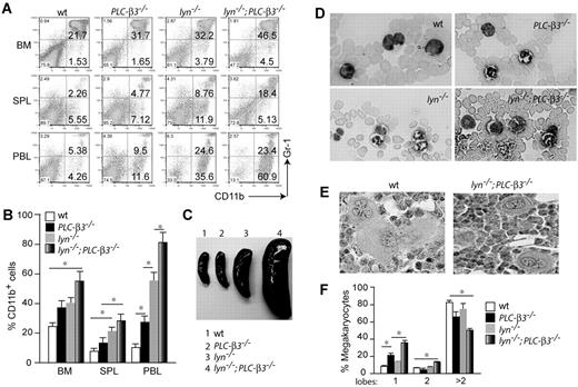 Figure 2. MDS/MPN phenotype in lyn−/−;PLC-β3−/− mice. (A) Flow cytometric analysis of nucleated cells in BM, spleen (SPL), and peripheral blood leukocytes (PBL) at the age of 3 months. (B) Graphic summary of granulocytes and monocytes (CD11b+ cells) in these organs of 2- to 4-month-old lyn−/−;PLC-β3−/− mice (n = 12 per cohort). Data are mean ± SD, *P < .05. (C) Spleens at the age of 4 months. (D) Mature granulocytes and monocytes in blood smear at the age of 4 months. (E) Hematoxylin and eosin staining of monolobated megakaryocytes in the BM of lyn−/−;PLC-β3−/− mice, compared with multilobated ones in wt mice. (F) Graphic summary of megakaryocytes with the indicated numbers of nuclear lobes in BM at the age of 4-6 months (n = 3).