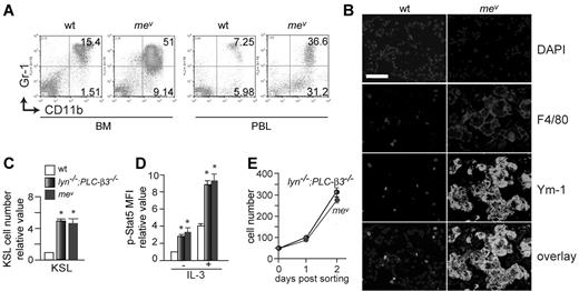 Figure 4. Phenotypic similarities between lyn−/−;PLC-β3−/− and mev/mev mice. (A) Flow cytometric analysis of granulocytes and monocytes in BM and peripheral blood from 6-week-old mev/mev mice. (B) Immunofluorescent staining for F4/80 and Ym-1 in lung tissues. Bar indicates 50 μm. (C) BM cells were subjected to flow cytometric analysis for HSCs/progenitors. The absolute number was calculated based on the percentage of KSL cells in BM. (D) BM cells were stimulated with IL-3 and then phospho-Stat5 levels in KSL cells were analyzed by flow cytometry (n = 4). (E) Sorted CD34−KSL cells (50 cells/well) were cultured in 96-well plates in the presence of IL-3 and SCF. Data are mean ± SD, *P < .05.