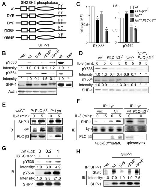 Figure 5. Lyn and PLC-β3 regulate SHP-1 phosphorylation at Tyr536 and Tyr564. (A) Scheme of a panel of SHP-1 retroviral constructs. (B) CD34−KSL cells from mev/mev mice were retrovirally transduced with empty vector or SHP-1 mutants. GFP+ cells were sorted and cultured in the presence of IL-3 and SCF for 4 weeks and were analyzed by immunoblotting. Right 2 lanes indicate results with nontransduced cells. (C) BM cells were analyzed by flow cytometry for phospho-Tyr536 and phospho-Tyr564. MFI of SHP-1 phosphorylation in KSL cells was shown (n = 6). Data are mean ± SD, *P < .05 versus wt. (D) BMMCs were analyzed by immunoblotting. (E) wt CD34−KSL cells were retrovirally transduced with PLC-β3 CT. GFP+ cells were sorted and cultured in the presence of IL-3 and SCF for 4 weeks. Interactions among PLC-β3, Lyn, and SHP-1 were examined by coimmunoprecipitation followed by immunoblotting. (F) Left, PLC-β3−/− CD34−KSL cells were retrovirally transduced with PLC-β3 CT. GFP+ cells were sorted and cultured in the presence of IL-3 and SCF for 4 weeks. The interaction among PLC-β3, Lyn, and SHP-1 was examined by coimmunoprecipitation followed by immunoblotting. Right, splenocytes were used for coimmunoprecipitation and immunoblotting. (G) GST-SHP-1 (0.5 μg) was incubated with various amounts of recombinant Lyn protein and analyzed by immunoblotting. (H) mev/mev BMMCs expressing the indicated SHP-1 proteins were immunoprecipitated with anti–SHP-1 and followed by immunoblotting.