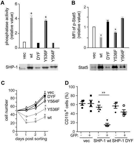 Figure 6. Tyr564 phosphorylation is critical for catalytic activity and biologic functions of SHP-1. (A) CD34−KSL cells from mev/mev mice were retrovirally transduced with empty vector or various SHP-1 mutants. Sorted GFP+ cells were cultured in the presence of IL-3 and SCF for 4 weeks and then measured for SHP-1 phosphatase activity. Data are mean ± SD, *P < .05 versus vector control. SHP-1 levels shown are taken from Figure 5B. (B) Stat5 phosphorylation in the cells from panel A was analyzed by flow cytometry. Stat5 levels in the cell panel were assessed by immunoblotting. (C) CD34−KSL cells from mev/mev mice were transduced with a bicistronic retroviral vector encoding wt SHP-1, DYF SHP-1, Y536F SHP-1, Y564F SHP-1, or empty vector, together with GFP. Transduced cells were sorted and cultured in the presence of IL-3 and SCF. (D) Transduced mev/mev CD34−KSL cells were adoptively transferred (without sorting) to lethally irradiated C57BL/6-Ly5.1 mice. Donor-derived (Ly5.2+) CD11b+ cells in peripheral blood were analyzed by flow cytometry.