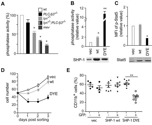Figure 7. Reduced SHP-1 phosphatase activity is responsible for MDS/MPN development in lyn−/−;PLC-β3−/− mice. (A) CD34−KSL cells were cultured in the presence of IL-3 and SCF for 4 weeks and were analyzed for SHP-1 phosphatase activity. Data are mean ± SD, *P < .05 versus vector control. Similar expression levels of SHP-1 among the cells can be seen in Figure 5D. (B) CD34−KSL cells from lyn−/−;PLC-β3−/− mice were retrovirally transduced with empty vector or various SHP-1 mutants. Sorted GFP+ cells were cultured in the presence of IL-3 and SCF for 4 weeks and then measured for SHP-1 phosphatase activity. (C) Stat5 phosphorylation in the cells from panel B was measured by flow cytometry. Expression of SHP-1 (C) and Stat5 (D) was assessed by immunoblotting. (D) CD34−KSL cells from lyn−/−;PLC-β3−/− mice were transduced with a bicistronic retroviral vector encoding wt SHP-1, DYE SHP-1, or empty vector, together with GFP. Transduced GFP+ cells were sorted and cultured in the presence of IL-3 and SCF. (E) Transduced lyn−/−;PLC-β3−/−CD34−KSL cells were adoptively transferred (without sorting) to lethally irradiated C57BL/6-Ly5.1 mice. Donor-derived (Ly5.2+) CD11b+ cells in peripheral blood were analyzed by flow cytometry. **P < .01.
