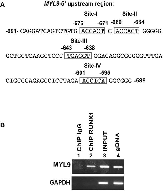 Figure 1. ChIP analysis showing interaction of RUNX1 with MYL9 promoter. (A) MYL9 upstream region showing 4 consensus sites for RUNX1. (B) ChIP analysis of endogenous RUNX1 binding in megakaryocytic HEL cells. Immunoprecipitation was performed using control IgG (lane 1) or anti-RUNX1 antibody (lane 2). Samples were analyzed by PCR using primers for MYL9 region −729/−542 nucleotides and GAPDH. Lanes 3 and 4 show PCR amplification of total input DNA and genomic DNA, respectively.