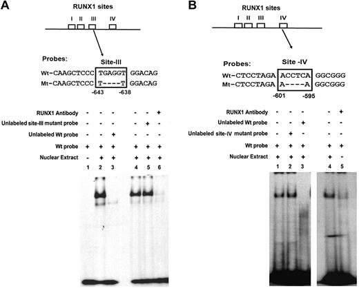 Figure 3. EMSA using Wt oligonucleotide probes with site III (−643/−638 bp) and site IV (−601/−595 bp) in MYL9 promoter and nuclear extract from PMA-treated human erythroleukemia (HEL) cells. (A) Top panel shows Wt probe (−652/−632) and Mt probe with site III mutated. Bottom panel shows EMSA using Wt and Mt probes: lane 1, no extract; lane 2, protein binding to Wt probe; lane 3, loss of binding with excess unlabeled Wt probe; lane 4, protein binding to Wt probe; lane 5, no loss of binding on competition with unlabeled mutant probe; lane 6, loss of binding with anti-RUNX1 antibody. (B) Top panel shows Wt probe (−601/−595) and Mt probe with mutated site IV. Bottom panel shows EMSA using Wt and Mt probes. Lane 1, protein binding to Wt probe; lane 2, no loss of binding by competition with unlabeled mutant probe; lane 3, loss of binding with excess unlabeled Wt probe; lane 4, protein binding to Wt probe; lane 5, loss of binding with anti-RUNX1 antibody.