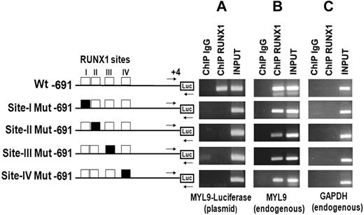Figure 5. Transient ChIP analysis using Wt and Mt MYL9 promoter (−691/+4)-luciferase reporter constructs in PMA-treated HEL cells. Cells were transfected with reporter constructs containing WtMYL9 promoter region (−691/+4) with RUNX1 sites (open boxes) or with RUNX1 sites I-IV individually mutated (filled boxes) as shown. ChIP was performed on these cells using anti-RUNX1 antibody or control IgG. PCR was performed using primers (shown by arrows), where the forward primer was specific to the MYL9 region (−140/−107) and the reverse primer was specific to the luciferase gene (Panel A; MYL9-luciferase plasmid). As a control, PCR was performed using a second set of primers (not shown) where both primers were specific to the endogenous MYL9 sequence (Panel B; endogenous MYL9). In addition, GAPDH was amplified (C). Each panel shows PCR products obtained from amplification of IgG- or anti-RUNX1 antibody-immunoprecipitated samples, and of input DNA. (A) Enrichment (RUNX1 antibody) of the MYL9-luciferase plasmid is observed from the cells transfected with Wt plasmid containing intact RUNX1 sites. This was abolished with mutations in any of the 4 RUNX1 sites. (B) As expected, Wt endogenous MYL9 sequence was amplified from chromatin immunoprecipitated by anti-RUNX1 antibody from all transfections, Wt or Mt. (C) GAPDH was not amplified from immunoprecipitated chromatin from any of the transfections.