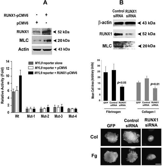 Figure 7. Effect of overexpression of RUNX1 on expression of MLC protein and MYL9 promoter activity, and effect of RUNX1 siRNA on MLC protein and cell spreading in collagen and fibrinogen. (A) Immunoblot analysis of endogenous RUNX1, MLC, and actin after overexpression of RUNX1 in HEL cells (top panel). Effect of RUNX1 overexpression on MYL9 promoter activity (bottom panel). Wt and Mt constructs corresponding to sites I-IV were cotransfected with RUNX1-pCMV6 expression vector (black bars), empty vector pCMV6 (open bars), or neither (stippled bars) in HEL cells. Reporter activity was measured at 48 hours. Bar graphs show activity as mean (± S.E) of 3 independent experiments in triplicate. (B) Top panel: inhibition of MYL9 by RUNX1 siRNA. HEL cells were transfected with RUNX1 or mock siRNA. Shown are immunoblots of lysates for RUNX1, MLC, and β-actin, representative of 3 experiments. RUNX1 siRNA reduced endogenous RUNX1 and MLC protein expression. Middle and bottom panels: inhibition of cell spreading on collagen and fibrinogen by RUNX1 siRNA. Cells were transfected with GFP alone or with GFP and siRNA, as shown, and treated with PMA. Cell suspensions were seeded for 120 minutes on coverslips coated with either 50 μg/mL collagen I or 100 μg/mL fibrinogen. Adhered cells were fixed and labeled with rhodamine-phalloidin to decorate actin filaments. Cell spreading was measured as the mean cell surface area of at least 25 GFP-positive cells per sample, shown ± SEM. Spreading was significantly reduced (middle panel). P values show comparison to control siRNA. Cortical actin was absent (bottom panel) in RUNX1 knockdown cells exposed to collagen and fibrinogen. Bar in bottom panel, 10 mm.