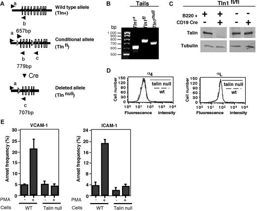 Figure 1. Deletion of talin1 in B lineage cells using CD19 Cre targeting abrogates integrin activation. (A) Schematic representation of Tln1 WT (Tln+), loxP flanked (Tlnfl), and deleted (Tlnnull) alleles. The deletion of exons 1 to 4 takes place in B cells when Cre expression is driven by CD19. (B) Identification of Tln+ (657bp), Tlnfl(779bp), and Tlnnull (707bp) alleles by polymerase chain reaction. (C) Immunoblot for talin1 and tubulin in B220+ and B220− splenocytes derived from CD19Cre/+Tln1fl/fl mice. (D) FACS staining for expression of α4 and αL integrins in spleen-derived B cells from WT or CD19Cre/+Tln1−/fl (talin null) mice. For clarity, all isotype-matched negative controls, which yielded fluorescence intensity levels less than 10 arbitrary units, were omitted. (E) Frequency of arrest of WT and Tln1−/− B cells on VCAM-1 or on ICAM-1 triggered by 1-minute exposure to phorbol myristate acetate. Arrests were measured at a shear stress of 0.75 dyne/cm2 (VCAM-1) or 0.5 dyne/cm2 (ICAM-1). Results are the mean values ± range of 2 fields of view in 1 experiment representative of 4 independent experiments.