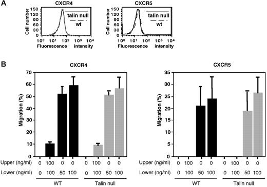 Figure 2. B-cell chemotaxis does not require talin1. (A) FACS staining for CXCR4 (left) and CXCR5 (right) expression on CD19Tln1−/− mice (talin null) and WT spleen-derived B cells. (B) The B cells analyzed in panel A were compared for their ability to migrate toward different concentrations of CXCL12 (left) and CXCL13 (right). Results are the mean ± SD of triplicates and are representative of 2 independent experiments.