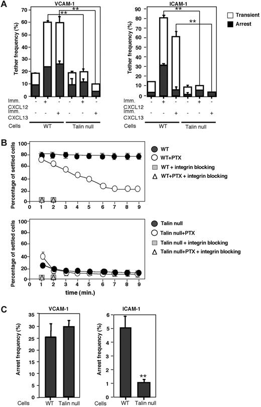 Figure 3. Inside-out activation of VLA-4 and LFA-1 adhesiveness by rapid chemokine signals under shear flow is lost in talin1-deficient B cells. (A) Frequency of attachments (transient or arrests) of WT and CD19Tln1−/− spleen-derived B cells (talin null) to medium-density VCAM-1 or ICAM-1 triggered by either immobilized CXCL12 or CXCL13. Attachments were measured at a shear stress of 0.75 dyne/cm2 (on VCAM-1) or 0.5 dyne/cm2 (on ICAM-1). All adhesive interactions on VCAM-1 and ICAM-1 were blocked with either α4 or αL blocking mAbs, respectively. Results shown are the mean ± range in 2 fields of view from 4 independent experiments. **P < .05 for arrests of Tln1−/− versus WT cells. (B) WT and Tln1−/− B cells untreated or pretreated with PTX were settled for 2 minutes on tumor necrosis factor-α-stimulated bEnd.3 cells and then subjected to a shear stress of 2 dyne/cm2 for 10 minutes. The fractions of settled cells remaining adherent at the indicated time points are shown for each experimental group. Where indicated, intact or PTX treated lymphocytes were incubated with a cocktail of α4 and αL blocking mAbs. (C) Frequency of arrests of WT or Tln1−/− B cells on high-density VCAM-1 or ICAM-1 (500 sites/μm2) measured at a shear stress of 0.75 dyne/cm2 or 0.5 dyne/cm2, respectively, in 2 fields of view. Results are the mean values ± range in 2 fields of view from an experiment representative of 4 independent experiments. **P < .05.