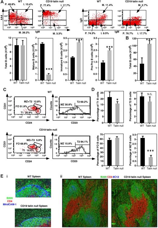 Figure 4. Altered B-cell differentiation in CD19Tln1−/− mice. (A) Top left: FACS analysis of B220+ BM cells from WT or CD19Tln1−/− mice stained with anti-AA4 and anti-IgM mAbs, depicting pre-pro (P.), immature (I.), and mature (M.) B-cell subsets. Top right: FACS analysis of B220+ and CD43− BM cells from WT or CD19Tln1−/− (talin null) mice. These subsets were costained with anti-IgD and anti-IgM mAbs. Bottom panels: Absolute numbers of B220+ and of the indicated B subsets within equal volumes of BM suspensions from either WT or CD19Tln1−/− mice, determined by flow cytometry. The B220+ and CD43− subsets were also quantified by double staining of the AA4 and IgM markers. ***P < .001. n = 10. (B) Absolute numbers of total B220+ cells within spleen suspensions derived from either WT or CD19Tln1−/− mice (talin null), determined by flow cytometry. ***P < .001. n = 10. (C) FACS analysis of B220+ spleen cells isolated from WT or CD19Tln1−/− mice stained with anti-CD21, anti-CD24, and anti-CD23 mAbs, depicting FO, MZ, T2, and T1 B-cell subsets. (D) The fractions of spleen B220+ subsets determined by flow cytometry for WT versus CD19Tln1−/− mice (talin null). *P < .05. ***P < .001. N.S. indicates not significant. n = 10. (Ei) Spleen sections of WT or CD19Tln1−/− mice were stained with anti-B220 (green), anti-CD4 (red), and anti–MAdCAM-1 (light blue) antibodies. (Eii) Spleen sections of WT or CD19Tln1−/− mice were stained with anti-B220 (green), anti-CD3 (red), and anti-CR1 (8C12, light blue) antibodies.