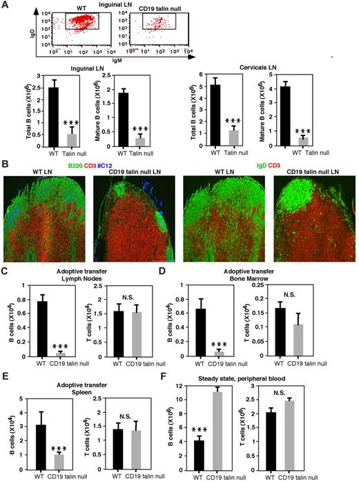 Figure 5. Mature Tln1−/− B cells cannot enter lymph nodes or home to BM. (A) Top: FACS analysis B220+ inguinal lymph node (LN) cells from WT or CD19 Tln1−/− mice stained with anti-IgD and anti-IgM mAbs. Bottom: Absolute numbers of total (B220+) and mature (IgD+) cells isolated from either inguinal (left) or cervical lymph nodes (right) of WT or CD19 Tln1−/− mice (talin null). ***P < .001 for the compared groups. n = 10. (B) Left images: Inguinal LN sections stained with anti-B220 (green), anti-CD3 (red), and anti-CR1 (8C12, light blue). Right images: Similar LN sections stained with anti-IgD (green) and anti-CD3 (red). (C) Competitive adoptive transfer of WT versus talin1-deficient B cells into WT recipient mice. The numbers of B220+ B cells from either WT or CD19Tln1−/− spleens, each labeled with a different fluorescent cell tracker (CMTMR or CFSE), recovered in both the inguinal and cervical lymph nodes of recipient mice 20 hours after intravenous. injection. The numbers of differentially dye labeled T cells recovered in these organs were determined by anti-CD3 staining and are shown for comparison. ***P < .001. n = 6. N.S. indicates no statistical significance. (D) The numbers of competitively transferred B220+ B cells or CD3+ T cells from either WT or CD19Tln1−/− spleens (CD19 talin null), labeled as in panel C and recovered in the BM of recipient WT mice, were determined after 20 hours by flow cytometry. The numbers of dye-labeled T cells recovered in these organs were determined by anti-CD3 staining and are shown for comparison. ***P < .001. n = 6. (E) Competitive adoptive transfer of WT versus talin1-deficient B cells into WT recipient mice. Dye-labeled splenocytes (15-25 × 106) from WT or CD19Tln1−/− spleens were coinjected into WT host mice. Dye-labeled B cells were determined in the spleen of the recipient mice after 20 hours by B220 staining. ***P < .001. n = 6. (F) Steady-state numbers of circulating WT and talin1-deficient B cells and WT T cells. Absolute cell numbers of either B220+ or CD3+ peripheral blood lymphocytes determined in equal blood volumes of either WT or CD19Tln1−/− mice (CD19 talin null). ***P < .001. n = 4.