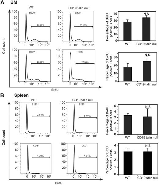 Figure 6. Normal Tln1−/− B-cell proliferation in the BM and spleen. BM cells (A) or splenocytes (B) from BrdU-treated WT or CD19 Tln1−/− mice were stained with anti-BrdU antibodies, and for either B220 or CD3, as indicated. Data on left are histograms depicting the percentage of BrdU-incorporated cells from those that stained positively for either B220 or CD3; each histogram shows 1 experiment representative of 6. Data on right are the mean ± SD of the BrdU-incorporated cells, which stained for B220 (B cells) or CD3 (T cells). n = 6. N.S. indicates not significant.