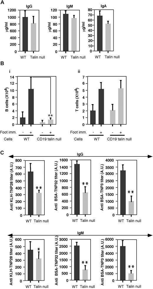 Figure 7. Defective humoral responses in CD19Tln1−/− mice. (A) IgG, IgM, and IgA serum levels in naive WT or CD19 Tln1−/− mice (talin null). Results are the mean ± SEM of 10 mice in each experimental group. The differences between the compared experimental groups were statistically insignificant. (B) Absolute numbers of B cells (i, B220+) or T cells (ii, CD3+) in the footpad draining peripheral lymph nodes of either WT or CD19Tln1−/− mice, either naive or 10 days after primary immunization with the T-dependent antigen, KLH-TNP (KLH-TNP28). **P < .002. n = 2. (C) Antigen- and hapten (TNP)–specific IgG and IgM titers, expressed as arbitrary units, after immunization with the T-dependent antigen, KLH-TNP (KLH-TNP28). CD19Tln1−/− (labeled as talin null) and WT mice were each immunized in the footpad. After 2 and 4 weeks, mice received additional antigenic boosts into their peritoneal cavity; and 2 weeks later, serum was analyzed for KLH, KLH-TNP, or BSA-TNP specific antibodies by enzyme-linked immunosorbent assay. Results are mean ± range and are expressed as arbitrary units. *P < .05. **P < .01. n = 2. Top panel: Serum IgG reactivity against KLH only, KLH-TNP28, or BSA conjugated with TNP at either low or high density (TNP32 and TNP3, respectively). Bottom panel: Serum IgM reactivity against KLH only, KLH-TNP28, or BSA carrying either high or low density of TNP (TNP32 and TNP3, respectively).
