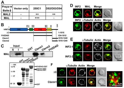 Figure 1. Characterization of INF2 as a MAL-interacting protein and analysis of its subcellular distribution in Jurkat cells. (A) Yeast HF7C strain cells were cotransformed with the pAD-GAL4 255C1 cDNA obtained in the yeast 2-hybrid screen and bait constructs encoding either full-length MAL or MAL2 or the indicated D52-like prey proteins as negative controls. Yeast growth on solid media at 30°C was evaluated as follows: –, no growth after 6-8 days; ++, growth after 3-4 days; +++, growth after 1-2 days. Identical results were obtained for all 3 D52-like proteins. (B) Schematic of the INF2-1 proteins expressed in the experiments in this Figure. (C) The 1% Triton-X-100 insoluble (I) membrane fraction of Jurkat cells was separated from the soluble fraction (S) and, after solublization with 60mM octyl-glucoside, was subjected to pull-down analysis with GST alone or fused to the indicated INF2 fragments. The presence of endogenous MAL was determined by immunoblotting with mAb 6D9 (top). The Coomassie blue staining of the GST proteins used is shown (bottom). (D) Jurkat cells transiently transfected (top) or not (bottom) with Cherry-MAL were stained for endogenous INF2 using anti-INF2 antibodies and secondary antibodies coupled to Alexa-488 (top) or for INF2, α-tubulin, and F-actin using antibodies to INF2 and α-tubulin and secondary antibodies coupled to Alexa-488 or Alexa-647 and with TRITC-phalloidin, respectively (bottom). (E) Jurkat cells transiently expressing GFP fused to INF2-1 or INF2-2 were fixed and stained for α-tubulin and F-actin with anti–α-tubulin antibodies followed by secondary antibodies coupled to Alexa-647 and with TRITC-phalloidin, respectively. (F) Jurkat cells transiently expressing GFP fusions of the indicated fragments of INF2-1 were used to analyze the distribution of α-tubulin and F-actin with anti–α-tubulin antibodies followed by secondary antibodies coupled to Alexa-647 and TRITC-phalloidin, respectively. A representative x/y plane is shown in each case. A deconvoluted enlargement of the pericentriolar region (boxed region) is included in the case of Cterm1-transfected cells to show that Cterm1 surrounds the microtubule-organizing center. A pile-up of 2 medial confocal stacks is presented in D-E. The staining of F-actin is presented in gray in D-F to help its visualization. A Nomarsky image of the cell field is included in all the cases. Scale bars correspond to 5 μm unless other value is indicated.