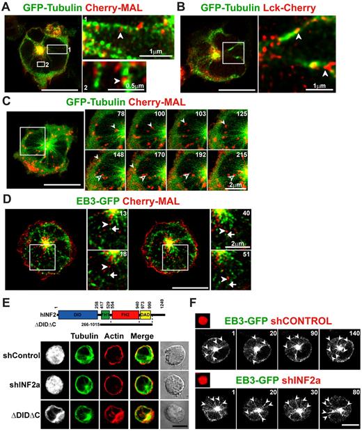 Figure 4. MAL+ transport vesicles move along microtubule tracks. (A-B) Jurkat cells coexpressing GFP-tubulin and Cherry-MAL (A) or Lck-Cherry (B) were fixed and analyzed by confocal microscopy. Enlargements of the boxed regions are shown on the right. The arrows indicate MAL+ (A) or Lck+ (B) vesicles associated with microtubules. (C-D) Jurkat cells were cotransfected with plasmids expressing Cherry-MAL and GFP-tubulin (C) or EB3-GFP (D). After 24 hours, cells were subjected to time-lapse videomicroscopy. The image of a representative cell is shown. Selected frames corresponding to events occurring in the boxed regions during the time-lapse experiment are shown. In panel C, the solid and empty arrowheads indicate 2 MAL+ vesicles that move to the plasma membrane or to the pericentrosomal region, respectively, along microtubule tracks. In panel D, the arrowhead indicates a MAL+ vesicle moving along a microtubule labeled at its plus tip with EB3, which is indicated by an arrow. Two different areas from the same cell are enlarged in panel D. (E) Jurkat cells coexpressing GFP and shINF2a or transfected with the indicated INF2 construct were fixed, permeabilized, and stained with anti–α-tubulin antibodies followed by Alexa-488 secondary antibodies and with TRITC-phalloidin. The cells expressing the exogenous INF2 fragment were identified with anti-INF2 antibodies and secondary antibodies coupled to Alexa-647 (bottom). The staining of exogenous INF2 is presented in gray. (F) Jurkat cells coexpressing the Cherry protein and the indicated shRNA from the same plasmid were transfected with EB3-GFP and processed for time-lapse videomicroscopy. Arrows indicate microtubules labeled with EB3 at their growing end. Numbers in panels C, D, and F indicate time in seconds. Scale bars correspond to 5 μm unless another value is indicated.