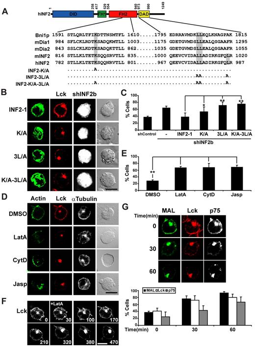 Figure 5. The actin polymerizing and depolymerizing activities of INF2 are both required for efficient targeting of Lck to the plasma membrane. (A) The alignment shows the conservation of Lys1601 in the FH2 domain of Bnp1 in the corresponding position of mDia1, mDia2, and human and mouse INF2 and the position of the 3 Leu residues critical for F-actin depolymerization in the DAD sequence of mouse and human INF2. Note that the third Leu residue is not present in the Bnp1 or mDia1-2 formins. The residues mutated to alanine in the K/A, 3L/A, and K/A-3L/A INF2-1 mutants are indicated. (B-C) Jurkat cells coexpressing GFP and shControl or shINF2b from the same plasmid were cotransfected with expression plasmids encoding intact Cherry fusions of full-length INF2-1 or INF2-1 proteins with the indicated mutations for 48 hours. The expression of these proteins is resistant to shINF2b as their mRNA lack the INF2 3′ untranslated region to which shINF2b is targeted. Cells were fixed, permeabilized, and subjected to immunofluorescence analysis with anti-Lck antibodies and secondary antibodies coupled to Alexa-647 (Lck; B). The staining of INF2-1 was pseudocolored in green and that of GFP in gray to help visualization of the distribution of INF2-1. The histogram shows the mean percentage ± SEM of cells with low levels of peripheral Lck (C). (D) Jurkat cells were treated with 0.1% dimethyl sulfoxide, 1μM Lantrunculin A (LatA), 2.5μM Cytochalasin D (CytD), or 0.5μM Jasplakinolide (Jasp) for 1 hour. Cells were then fixed and stained for F-actin, Lck, and α-tubulin using TRITC-phalloidin and the appropriate primary antibodies followed by secondary antibodies coupled to Alexa-647 (Lck) or Alexa-488 (α-tubulin). (E) The histogram shows the percentage ± SEM of cells with low levels of peripheral Lck. (F) Jurkat cells expressing Lck-GFP for 24 hours were treated with Lantrunculin (LatA) 30 seconds after start, being subjected to time-lapse videomicroscopy. Numbers indicate time in seconds. (G) Jurkat cells expressing GFP fusions of MAL, Lck, or p75 were incubated for the indicated times in the presence of 100μM nocodazole and analyzed under a confocal microscope. The histogram shows the percentage of cells ± SEM with low levels of peripheral MAL, Lck, or p75. The distribution of p75 is presented in gray. The mean ± SEM of 3 independent experiments is represented in panels C,E,G. Staining intensity in was measured in > 50 cells per experiment; 3 independent experiments were performed (*P < .05; **P < .01). Scale bars indicate 5 μm.