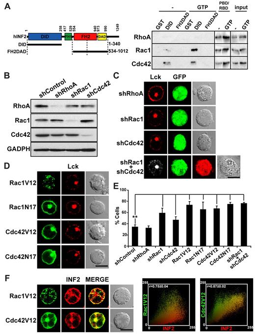 Figure 6. Cdc42 and Rac1 are necessary for targeting Lck to the plasma membrane in Jurkat cells. (A) Jurkat cell extracts were loaded or not with GTP analog GMP-PNP and incubated with GST alone or fused to the indicated fragments of INF2. As controls, the Rho-GTPase binding domains of rhotekin (RBD) or PAK1 (PBD) were used to detect active RhoA or Rac1 and Cdc42, respectively. Ten percent of the original extract was immunoblotted in parallel. (B-C) Jurkat cells expressing GFP and shRNA control or shRNA targeted to RhoA, Cdc42, or Rac1 from the same plasmid were analyzed by immunoblotting with antibodies to the indicated proteins (B). As a loading control, the levels of GADPH were examined. Cells were also fixed, permeabilized, and stained for Lck (C). Double transfectants expressing shRac1 and shCdc42 from plasmids which coexpress GFP and Cherry, respectively, were also analyzed in panel C. (D) Jurkat cells expressing GFP fusions of Rac1V12, Cdc42V12, Rac1N17, or Cdc42N17 for 24 hours were stained for Lck. Anti-Lck antibodies and secondary antibodies coupled to Alexa-647 were used in panels C-D to detect Lck. (E) The percentage of cells with low levels of peripheral Lck in cells with silenced expression or overexpression of the indicated Rho-family GTPases was quantified and summarized as means ± SEM from 3 independent experiments. More than 50 transfected cells were scored in each experiment (**P < .01). (F) Jurkat cells transfected with GFP fusions of Rac1V14 or Cdc42V14 for 24 hours were stained for endogenous INF2 using anti-INF2 antibodies and secondary antibodies coupled to Alexa-594. The images shown were deconvoluted. The right panels show plots of colocalization of Rac1V14 or Cdc42V14 with INF2. The Pearson correlation coefficient (r) was 0.75 and 0.87 for Rac1V14/INF2 and Cdc42V14/INF2, respectively. Four independent experiments were performed. Scale bars indicate 5 μm.