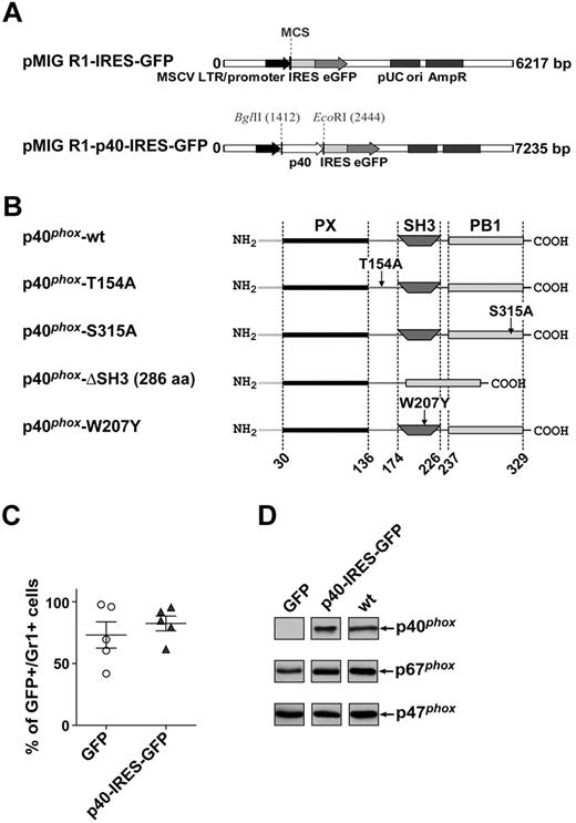 Figure 1. Reconstitution of protein expression in mouse neutrophils by untagged, wt p40phox. (A) Retroviral vectors used for mouse bone marrow reconstitution. Maps of empty vector pMIG R1-IRES-GFP (top) and a construct containing untagged, wt p40phox (bottom). (B) Position of mutated residues in the primary protein structure of p40phox. (C) Flow cytometric analysis of GFP expression in circulating neutrophils, as a measure of the efficiency of reconstitution of peripheral blood and bone marrow by transduced donor cells. Mouse FL cells on a p40phox−/− background were transduced with retroviral supernatants and injected into irradiated recipients. Four weeks after injection, allowing sufficient time to repopulate the bone marrow compartment, peripheral blood samples were subjected to flow cytometric analysis of GFP-positive neutrophils, using Gr1 as an indicator for neutrophils. Each data point represents one individual mouse. Data are mean ± SEM. (D) Expression of p40phox (top), p67phox (middle), and p47phox (bottom) in BMNs isolated from p40phox−/− mice heterologously expressing GFP or untagged p40phox (p40-IRES-GFP) or wt mice. Neutrophils were sonicated into SDS sample buffer, subjected to SDS-PAGE (4 × 105 cells/lane), and immunoblotted for phox components as described in “Methods.” Shown is a representative blot of 2, performed in duplicate.