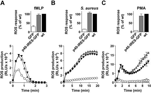 Figure 2. Untagged p40phox fully rescues NADPH oxidase activity in p40phox−/− neutrophils. A quantity of 1 × 106 wt BMNs (▾) or p40phox−/− BMNs expressing GFP (○) or untagged p40phox (p40-IRES-GFP; ) were pre-incubated with luminol/HRP before addition to fMLP (A) or PMA (C) or pre-incubated with luminol before addition to serum-S aureus (B), as described in the Methods. Shown are total integrated ROS responses for 2 independent experiments (mean ± range), expressed as a percentage of the response in wt BMNs, as well as profiles of kinetics of ROS production, measured in relative light units per second (RLU/s) (mean ± range), from 1 representative experiment performed in duplicate.