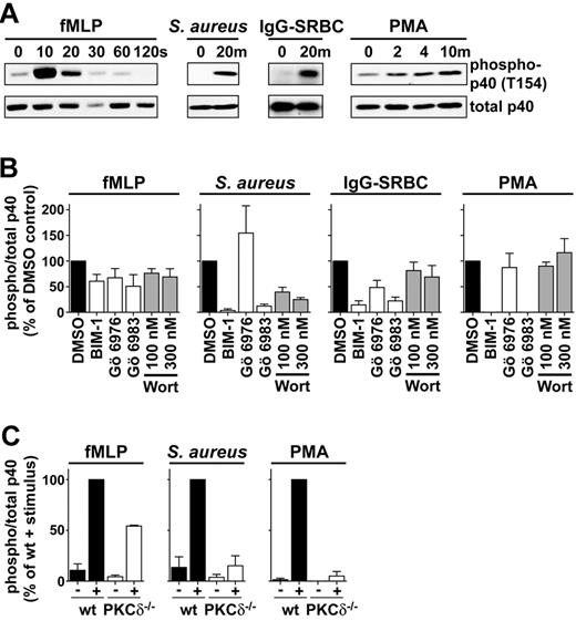 Figure 5. Phosphorylation of p40phox on T154 in response to fMLP and IgG-SRBCs is partially dependent on cPKCs, whereas phosphorylation of p40phox in response to PMA and S aureus is mediated by PKCδ. (A) Stimulus-elicited phosphorylation of p40phox. BMNs from wt C57Bl/6J mice (5 × 105/sample) were incubated with fMLP, S aureus, IgG-SRBCs, or PMA. Assays were terminated at the indicated time points by placing samples on ice with immediate addition of an excess of ice-cold buffer. Cells were pelleted and sonicated into SDS sample buffer. Proteins were resolved by SDS-PAGE, after which immunoblotting was performed using an antibody directed against p40phox phosphorylated on T154 or total p40phox as a loading control. A representative blot from 2 independent experiments is shown for each condition. (B) BMNs from wt C57Bl/6J mice were pretreated with vehicle control (0.1% dimethyl sulfoxide), BIM-1, Gö 6976, or Gö 6983 at a concentration of 1μM or with wortmannin (Wort) at a concentration of 100 nM or 300 nM. Cells were stimulated with fMLP for 10 seconds, S aureus or IgG-SRBCs for 20 minutes, PMA for 10 minutes. Assays were stopped, and cells were immediately processed as described in panel A. Quantification of levels of phospho-p40phox and total p40phox was performed using Aida software. Histograms represent ratios of phospho-p40phox:total p40phox as a percentage of vehicle control. Data are means ± SEM (n = 3 independent experiments for each agonist, performed in duplicate). (C) wt or PKCδ−/− neutrophils were stimulated with fMLP for 10 seconds, S aureus for 20 minutes, PMA for 10 minutes. Assays were stopped, and cells were processed as described in A. Quantification of levels of phospho-p40phox and total p40phox was performed using Aida software. Histograms represent ratios of phospho-p40phox:total p40phox as a percentage of wt stimulated BMNs. Data are means ± range (n = 2) for fMLP and means ± SEM (n = 3) for S aureus and PMA.