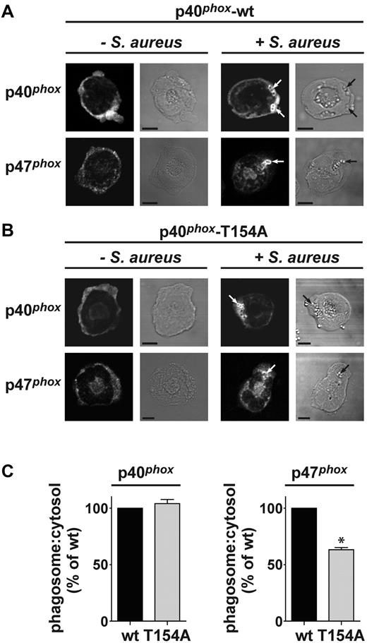 Figure 7. p47phox accumulation is decreased around S aureus phagosomes in p40phox-T154A neutrophils. A quantity of 5 × 104 wt or p40phox-T154A neutrophils were incubated without or with 1 × 106 serum-opsonized S aureus for 7 minutes at 37°C. Samples were cytospun onto glass coverslips, fixed, and immunostained for p40phox or p47phox as described in “Methods.” Mounted samples were visualized on a Zeiss LSM 510 META point-scanning microscope using fluorescence and DIC optics, as described in the Methods. Shown are representative fluorescence and DIC images for conditions tested. The position of internalized bacteria is indicated by arrows. Phagosomal accumulation of phox components was quantified using LSM 510 Image browser software. The average phagosomal fluorescence intensity per cell was calculated for n ≥ 71 cells, in 2-3 experiments, and was expressed as a fold increase in fluorescence intensity over cytosolic fluorescence intensity. Data were combined and are presented as fold increase in fluorescence intensity around the phagosome (% of wt; mean ± SEM). Where indicated, difference between means of wt and T154A is statistically significant. *P = .013 as determined by 2-way ANOVA. p40phox: n = 87 cells for wt; n = 71 cells for T154A (3 experiments). p47phox: n = 74 cells for wt; n = 84 cells for T154A (2 experiments).