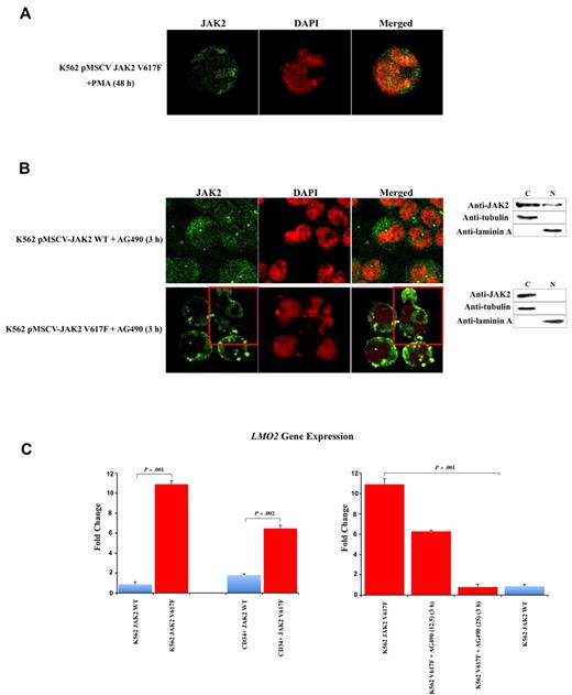 Figure 2. V617F mutation causes up-regulation of LMO2. The JAK2 inhibitor AG490 replaces JAK2 into cytoplasm and restores LMO2 levels. (A) CIF images show the redistribution of JAK2 and the replacement in the cytoplasm in V617F expressing K562 after PMA differentiation. (B) CIF images (images) and Western blotting of cytoplasmic (C) and nuclear (N) extracts (right) show the redistribution of JAK2 and the replacement in the cytoplasm in the majority of V617F expressing K562 (bottom right) but not in wt cells (top right) after AG490 incubation. (C) Quantitative RT-PCR reveals that V617F mutation strongly up-regulates LMO2 expression in K562 and in CD34+ cells (left graphs). The addiction of AG490 progressively and completely restore LMO2 levels in V617F expressing K562 (right graphs) after 3 hours' incubation. Error bars represent standard deviation. DAPI, 4,6-diamidino-2-phenylindole; Anti-JAK2 (Cell Signaling Technology) monoclonal antibody; anti-tubulin and anti-laminin A (Sigma-Aldrich) monoclonal antibodies.