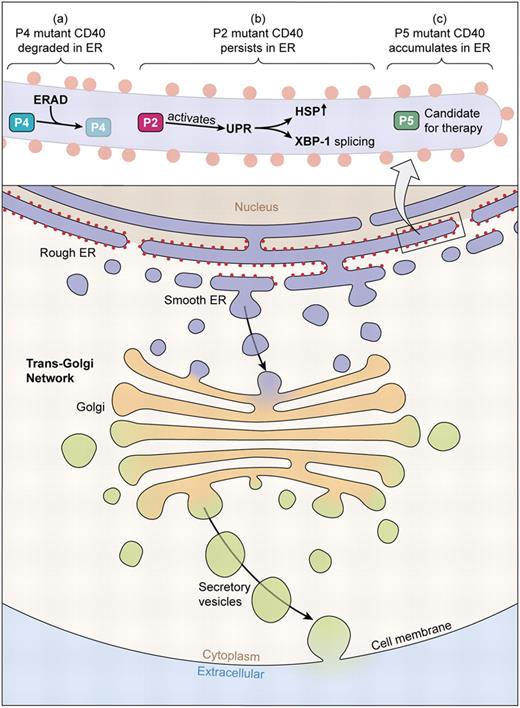 Secretory and endocytic pathways of mammalian cells. CD40 molecules synthesized in the ER are delivered to the cell surface via the trans-Golgi network and vesicles that subsequently fuse with the plasma membrane. Some CD40 mutants carrying missense mutations or small in-frame deletions cannot complete this pathway but are retained instead in the ER. The 3 novel CD40 mutants identified by Lanzi et al in this issue exhibit distinct fates in the ER: (1) the P4 mutant does not leave the ER and is promptly degraded by ERAD; (2) the P2 mutant CD40 persists in the ER and activates UPR as determined by increased HSP production and XBP-1 splicing; and (3) the P5 mutant accumulates in the ER but neither is degraded nor elicits UPR. The P5 CD40 mutant is a candidate for therapies based on pharmacologic chaperones. (Professional illustration by Kenneth X. Probst.)