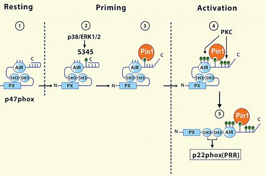 In the cytoplasm of resting neutrophils (1), the conformation of p47phox renders cryptic its SH3 and PX domains, regions that have the potential to interact with targets on the phagosomal or plasma membrane. TNFα-mediated activation of p38/ERK (1/2) phosphorylates 345S in the autoinhibitory region (AIR) of p47phox (2), allowing the prolyl isomerase Pin1 to bind and catalyze a conformational change in p47phox (3), with subsequent phosphorylation of neighboring serines by protein kinase C (PKC). Now revealed after Pin1-induced conformational rearrangement, SH3 domains of p47phox can associate with the membrane-bound p22phox and complete the assembly and activation of the NADPH oxidase (5). See the complete figure in the article beginning on page 5795.